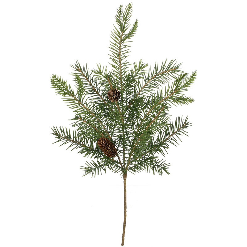 Plante de feuillage Leatham Douglas