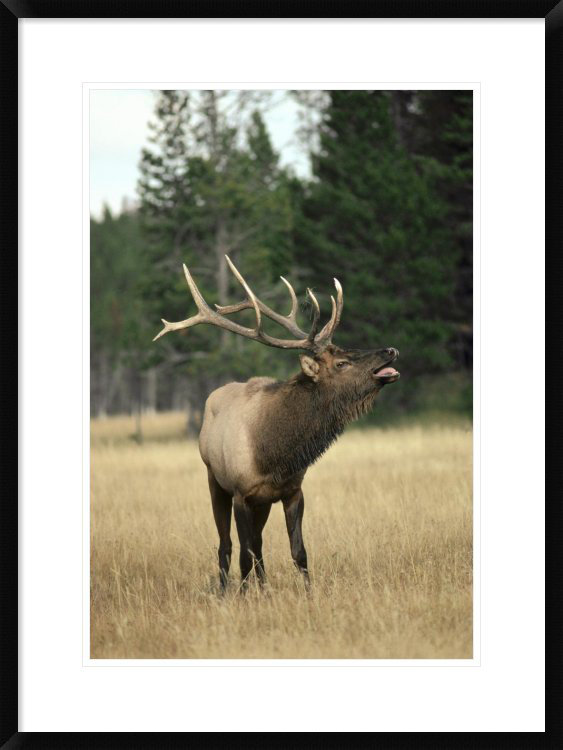 " Elk Male Bugling During Rut,Autumn, Yellowstone National Park, Wyoming " Global Gallery 