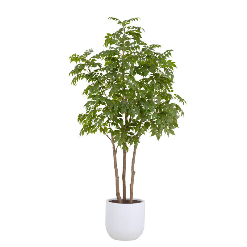 TREE SUMAC POT 7FT