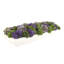 Sedum Arrangement in a Rectangular Wood Planter-1271657806