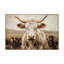 Vache blanche Highland White