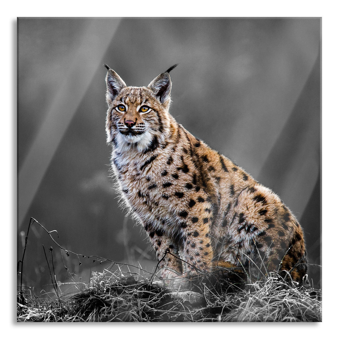 Glasbild Europäischer Luchs auf Wiese