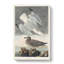 Herring Gulls by John Audubon - Wrapped Canvas-55360525