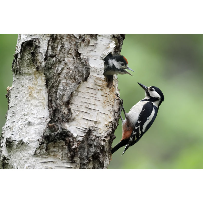 Chasia " Great-Spotted Woodpecker " by Mikelane45, 8" H x 12" W