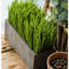 Faux herbes-2002938599