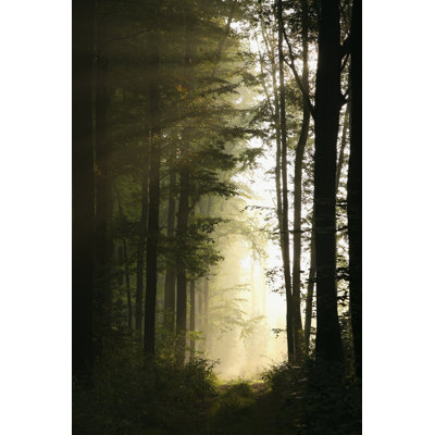 Majestic Decidous Forest - Photographie sur toile tendue