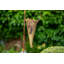 Aaru Metal Wall Planter
