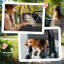 Foldable Pet Pet Stroller