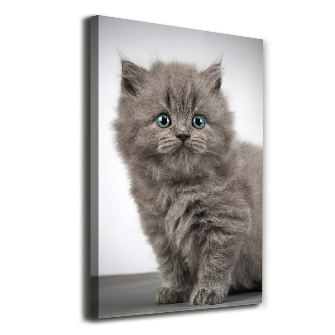 Graue britische Katze - Kunstdrucke auf Leinwand - Wrapped Canvas