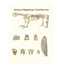 «Skeleton of Megatherium, Fossil Bear Jaws» par James Parkinson, impression