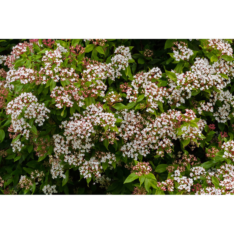Viburnum Tinus Blossoming by Sasimoto - Wrapped Canvas Print, 30cm H x 46cm W