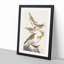 A Collection of Birds by John Audubon - Picture Frame Painting Print on Paper-55457832-55457839