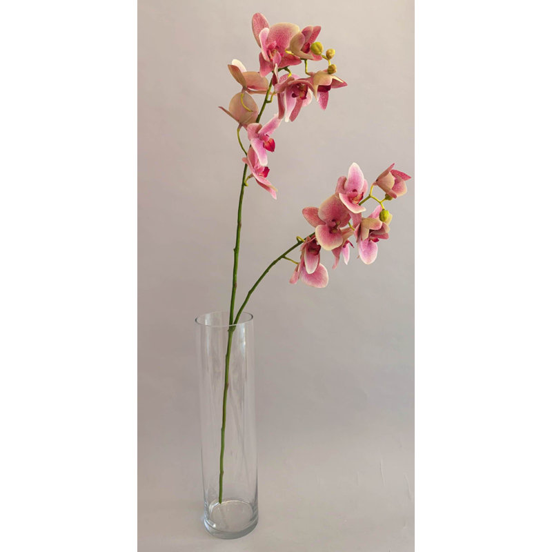 PHALAENOPSIS 2 BRANCHES,PU, Rose