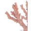 Fire Large Coral