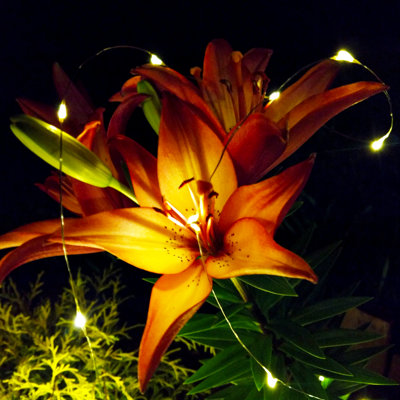 Northledge Outdoor 50 - Bulb 16'' Solar Powered Fairy String Light