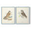 Hawk Owl - reproduction encadrée de qualité supérieure - prête à être accrochée - aucun clou requis - aucun clou requis-689030493-689030494