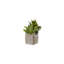 Succulents Arrangement in Concrete Triple Pot
