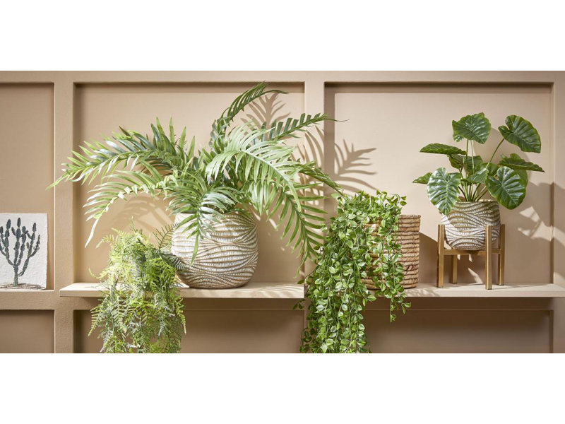 Areca 53cm Plant