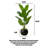 Simulation Traveller's Banana Large Green Plant-111038293-111038294