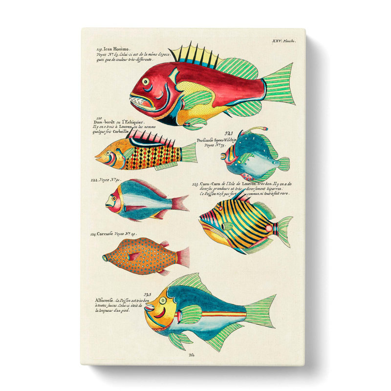East Indies Fish Illustrations XXV by Louis Renard - Wrapped Canvas, 50cm H x 35cm W x 3cm D