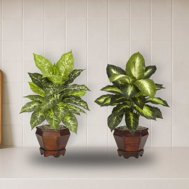 Golden Dieffenbachia Silk Plant with Wood Planter
