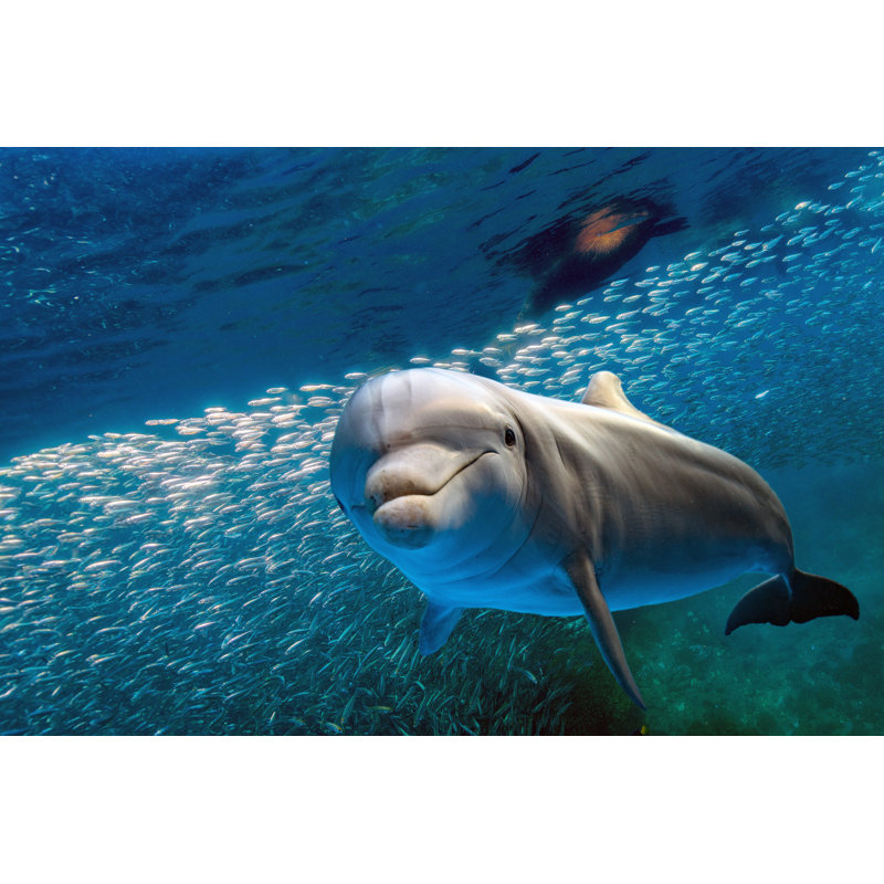 " Dolphin In Blue Ocean ", 12" W x 8" H