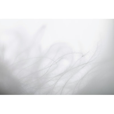 Plume d'oiseau par Vosmanius