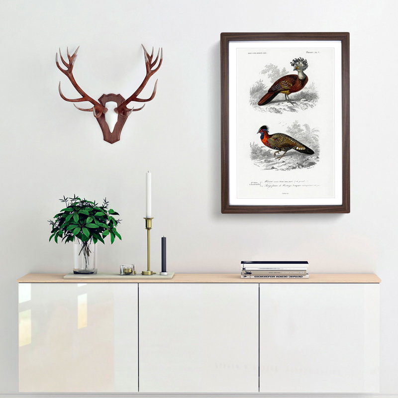 Bird Illustrations PL. 7 by Charles D' Orbigny - Single Picture Frame Painting, 33cm H x 24cm W x 2cm D, Walnut Framed