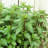 4 in. Herb Chocolate Mint (3-Pack)