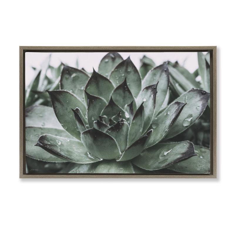 «Succulent with Rain Droplets», toile flottante encadrée grise par Jennifer Rigsby, Cadre flottant orme Montalcino