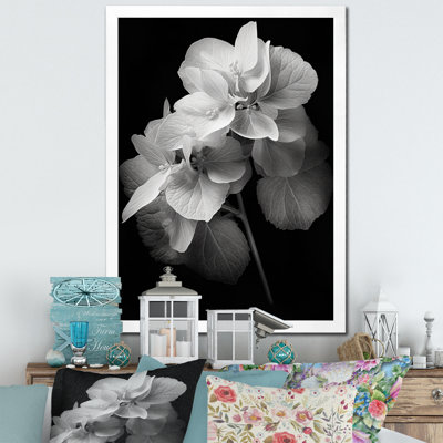 " Black White Hydrangea Blooming I "