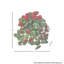 Plante géranium 27 po-1279334809