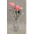 Rose sélectionné