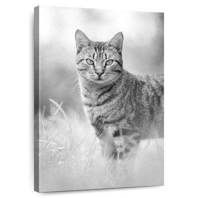 Brampt Grey Cat