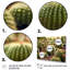 Cactus Perfection Sunrise I sur impression sur toile-807441822-807441825