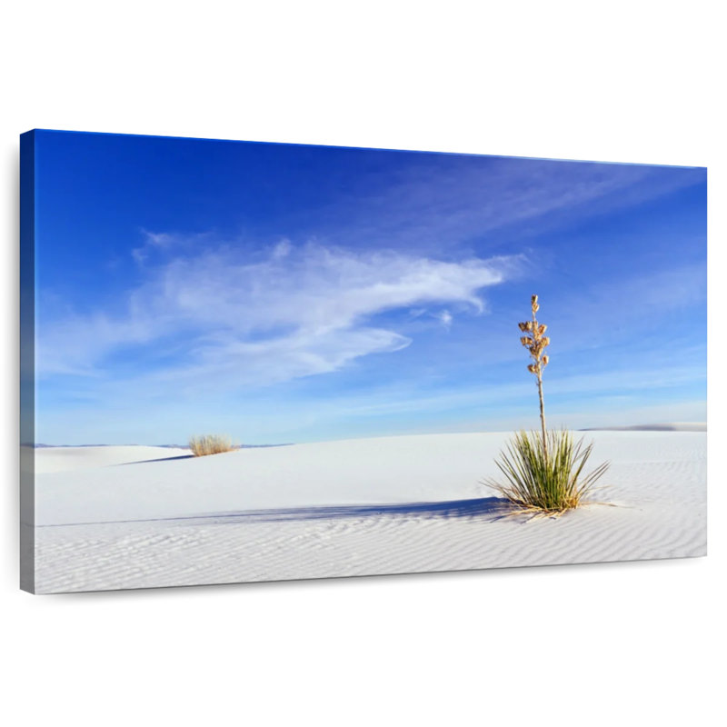 Yucca solitaire Alvord, H 20 po x l 30 po
