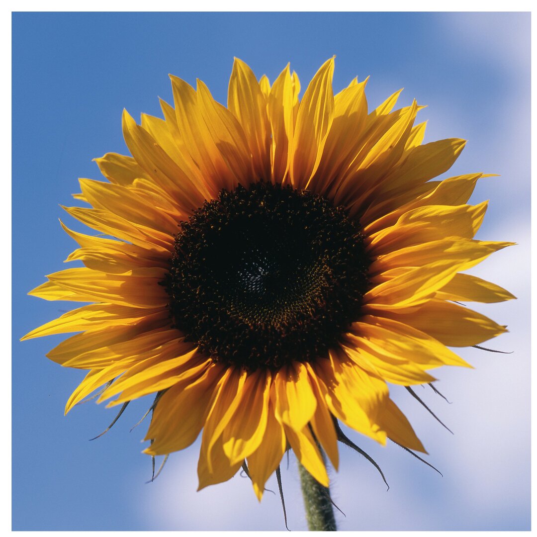 Strukturierte Fototapete Trio von Sonnenblumen Teil 1