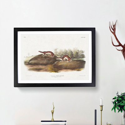 American Brown Weasels by J.W. Audubon - Single Picture Frame Painting