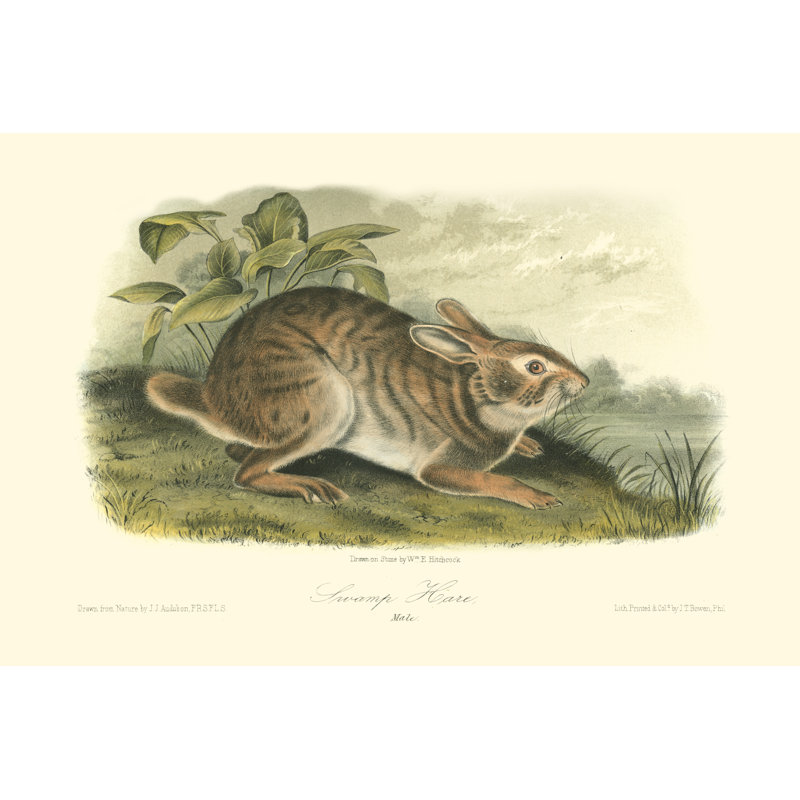 Swamp Hare - Wrapped Canvas Painting, 20cm H x 30cm W x 3.8cm D