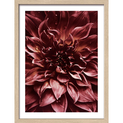 Dark Dahlia - Single Picture Frame Print