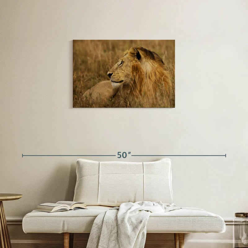 Lion au repos dans le Serengeti, H 20 po x l 30 po