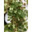 Handcrafted Faux Eucalyptus 26'' Wreath-1871323343