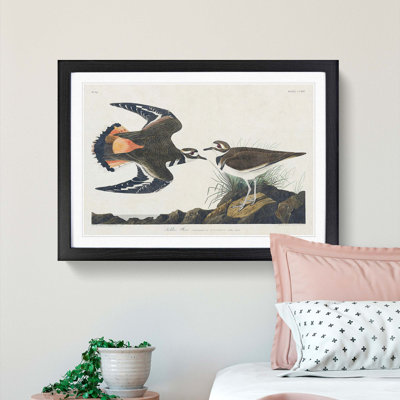 Kildeer Plover by John James Audubon - Framed Print