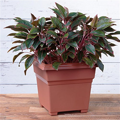 Kayenta Pot Planter