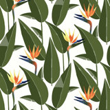 Birds of Paradise - Wallpaper