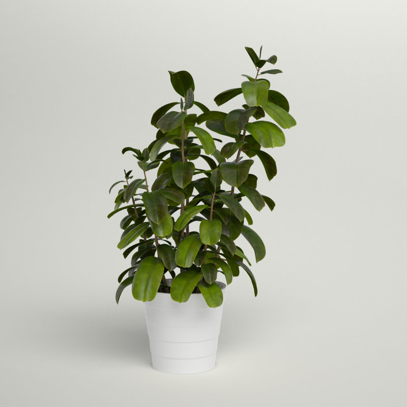 16'' Faux Peperomia Plant in Planter