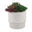Succulent dans un pot de fleurs-1319853341