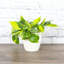 Live Brazil Philodendron Plant in Classic Pot-49662241