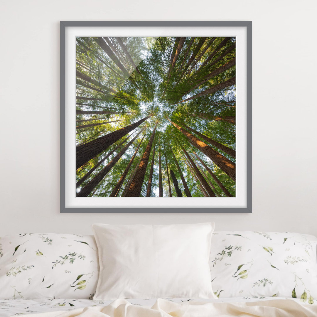 Gerahmtes Poster Sequoia Treetops