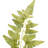 Fern Arrangement